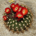 Kaktus Soehrensia bruchii původ Kie...