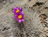 Kaktus Thelocactus conothelos v. argenteus Balení obsahuje 20 semen