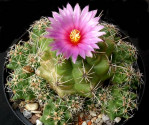 Kaktus Thelocactus ehrenbergii