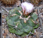 Kaktus Thelocactus hexaedrophorus var. lloydii 1 km před Baňos Balení obsahuje 20 semen