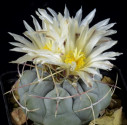 Kaktus Thelocactus hexaedrophorus v...