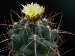Kaktus Thelocactus krainzianus Balení obsahuje 20 semen