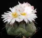 Kaktus Thelocactus hexaedrophorus v...