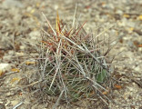 Kaktus Thelocactus bicolor Huizache Balení obsahuje 20 semen