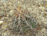 Kaktus Thelocactus bicolor Huizache...