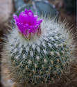 Kaktus Thelocactus macdowellii Arteaga Balení obsahuje 20 semen