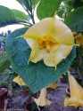 řízek Brugmansia Goldface - Andělská trumpeta 