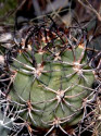 Kaktus Eriosyce ausseliana Balení obsahuje 20 semen