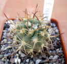 Kaktus Eriosyce ceratistes Balení obsahuje 20 semen