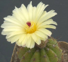 Kaktus Notocactus arechavaletai var. aureus Balení obsahuje 20 semen