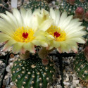 Kaktus Notocactus concinnus WRA 11 Balení obsahuje 20 semen