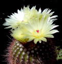 Kaktus Notocactus ferrugineus PR 105 Balení obsahuje 20 semen