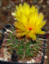 Kaktus Notocactus mammulosus WR 226
