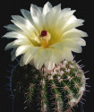 Kaktus Notocactus orthacanthus STU 202 Livramento Balení obsahuje 20 semen