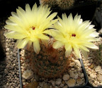 Kaktus Notocactus soldtianus Balení obsahuje 20 semen