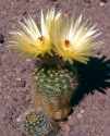 Kaktus Notocactus stockingeri HU 788 Balení obsahuje 20 semen