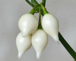 Chilli Biquinho white - Chupetinho white Balení obsahuje 10 semen