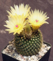 Kaktus Notocactus werdermannianus Balení obsahuje 20 semen