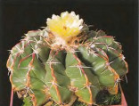 Kaktus Wigginsia bezrucii