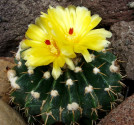 Kaktus Wiginsia courantii