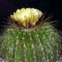 Kaktus Eriocactus nigrispinus Balení obsahuje 20 semen