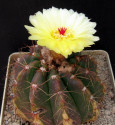 Kaktus Notocactus incomptus HU 96