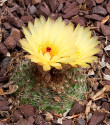 Kaktus Notocactus tabularis Balení obsahuje 20 semen