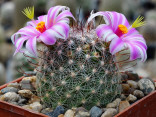 Kaktus Mammillaria microcarpa