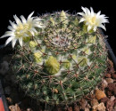 Kaktus Mammillaria formosa Balení obsahuje 20 semen