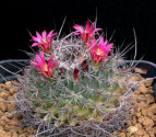 Kaktus Mammillaria mystax