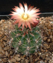 Kaktus Pyrrhocactus andreanus LF 16 Balení obsahuje 20 semen