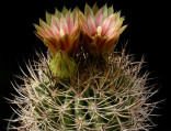 Kaktus Pyrrhocactus froehlichianus Balení obsahuje 20 semen