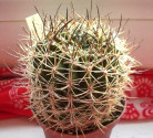 Kaktus Pyrrhocactus andicola Balení obsahuje 20 semen