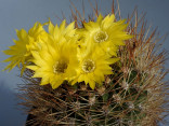 Kaktus Weingartia lecoriensis