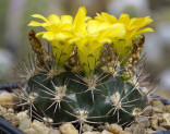 Kaktus Weingartia riograndensis KK 507