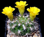 Kaktus Weingartia corroana FR 1083