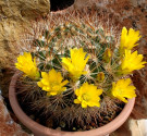 Kaktus Weingartia pulquinensis R 61