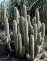 Kaktus Trichocereus litoralis