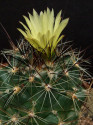 Kaktus Coryphantha gladispina DJF 7...