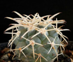 Kaktus Coryphantha poselgeriana var. valida VM 447 Balení obsahuje 15 semen