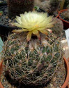 Kaktus Coryphantha reduncuspina Balení obsahuje 20 semen