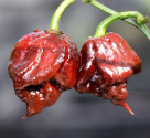 Chilli Carolina Reaper Chocolate Balení obsahuje 10 semen