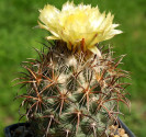 Kaktus Coryphantha kracikii IDD 068/03