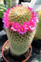 Kaktus Mammillaria spinosissima