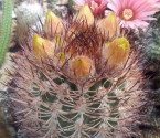 Kaktus Pyrrhocactus umadeave var. marayesensis Balení obsahuje 20 semen