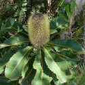 Banksie dubová - Banksia robur