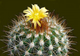 Kaktus Parodia bilbaoensis Balení obsahuje 20 semen