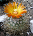 Kaktus Parodia faustiana Balení obsahuje 20 semen