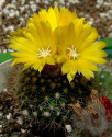 Kaktus Parodia chaetocarpa Balení obsahuje 20 semen