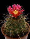 Kaktus Parodia maassii Balení obsahuje 20 semen
